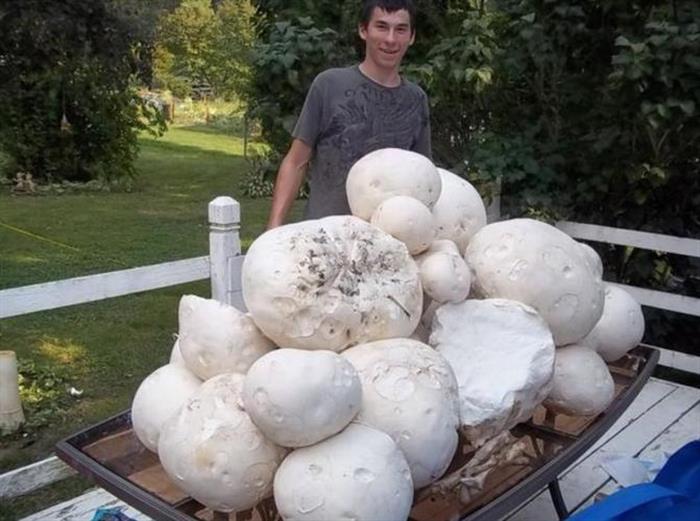 盘点世界上的“巨无霸”果蔬，蘑菇能长成雨伞那么大，你见过吗？