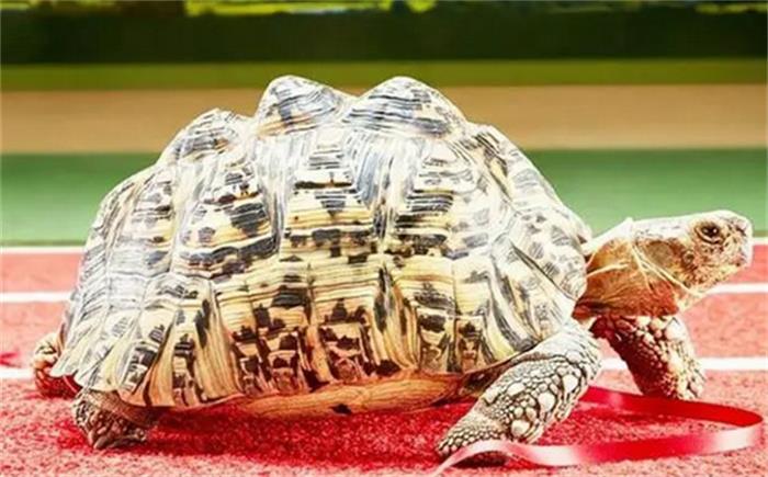 世界上速度最快的乌龟 六分钟爬完100m（快速乌龟）