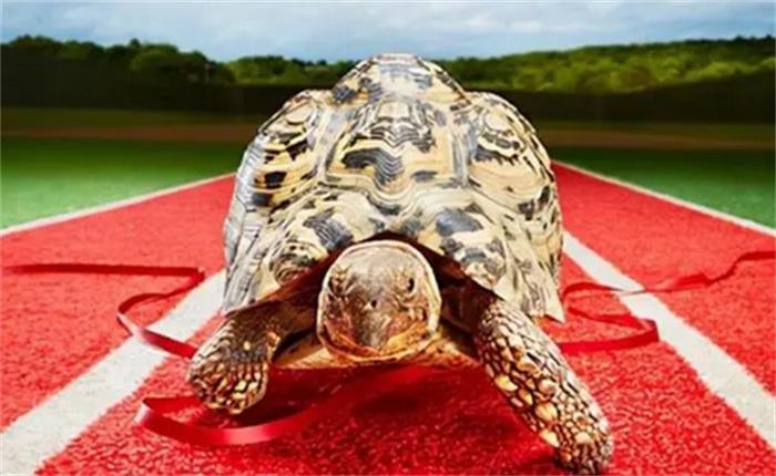 世界上速度最快的乌龟 六分钟爬完100m（快速乌龟）