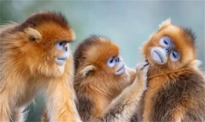 世界上最酷的猴子 自带主角光环（最酷猴子）