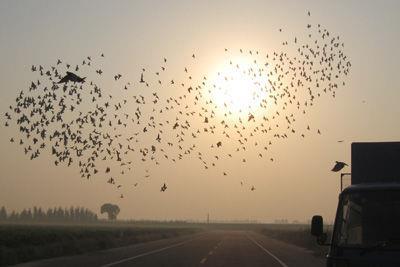 1948年1月9日国际信鸽爱好者联合会在布鲁塞尔成立(2025-1-9已更新)