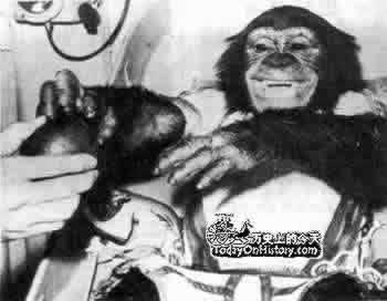 1961年1月31日黑猩猩哈姆进入太空(2025-1-31已更新)