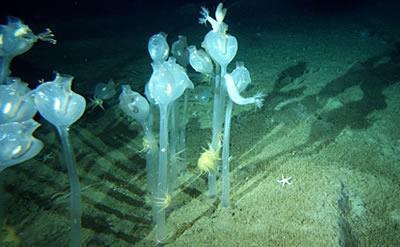 2008年2月19日澳大利亚科学家在南极洲水下发现新的海洋生物(2025-2-19已更新)