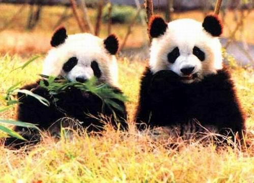1983年3月18日“熊猫之乡”卧龙自然保护区建立(2025-3-18已更新)