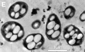 2010年12月2日美学者发现生命第七元素(2024-12-2已更新)