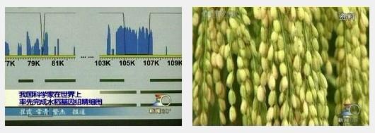 我完成世界首张水稻基因组精细图