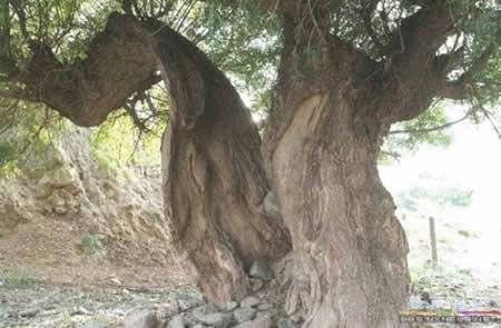 宁夏海源大地震二十三万人丧生