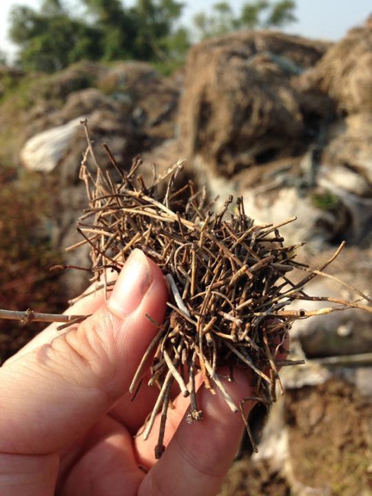 “第一毒村”案