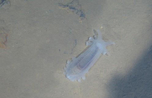 蛟龙号载人潜水器7000米级海试成功