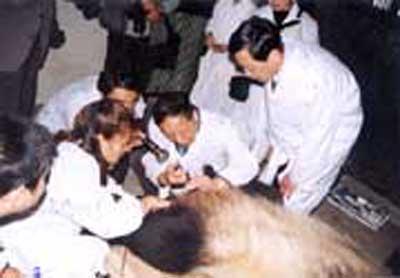 1982年7月20日我国用冷冻精液人工授精繁殖大熊猫成功(2024-7-20已更新)